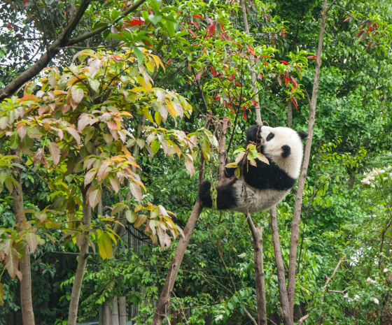Tour Chengdu Panda Breeding Center and Board Chengdu-Lhasa Train to Tibet (B)