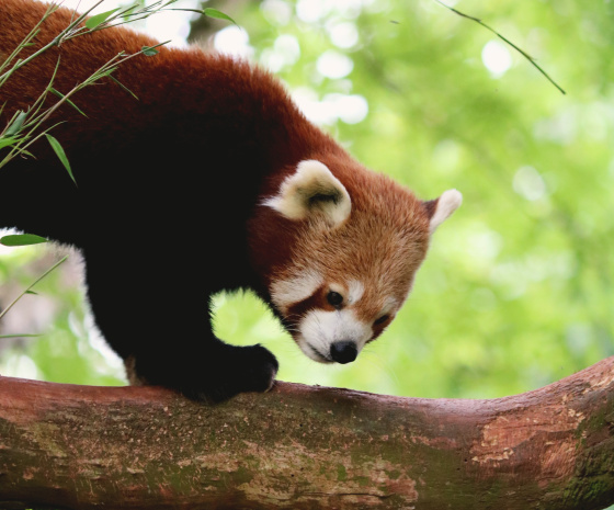 Tour Chengdu Panda Breeding Center and Board Chengdu-Lhasa Train to Tibet (B)