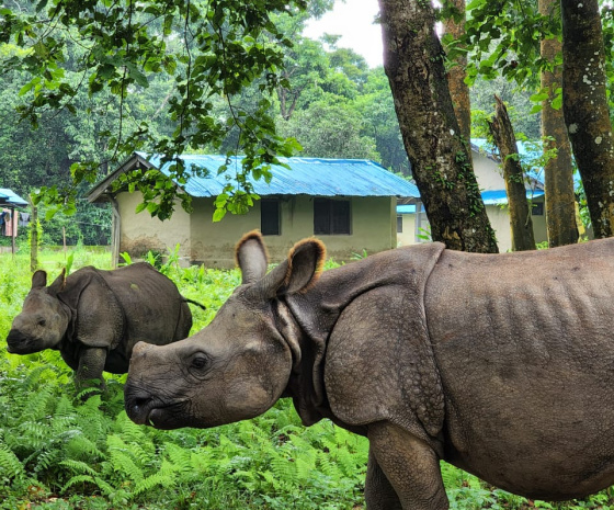 Full day jungle activities at Chitwan National Park (B, L, D)