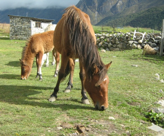 Trek Gosaikunda to Sing Gumba (3210m/10528ft) approx. 11kms:4-5 hrs walk (B, L, D)