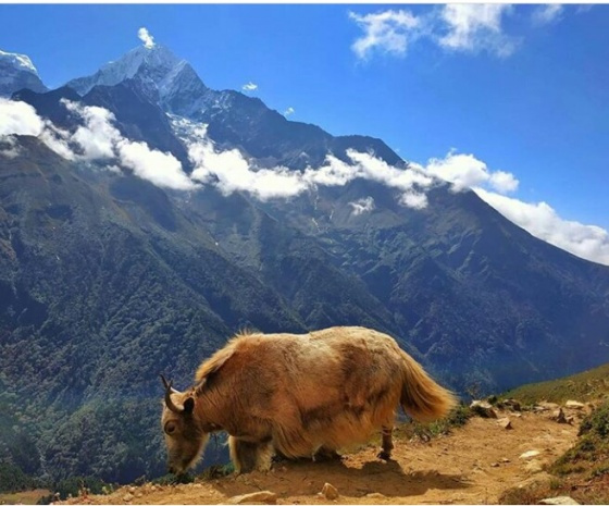 Giornata di acclimatamento a Dingboche