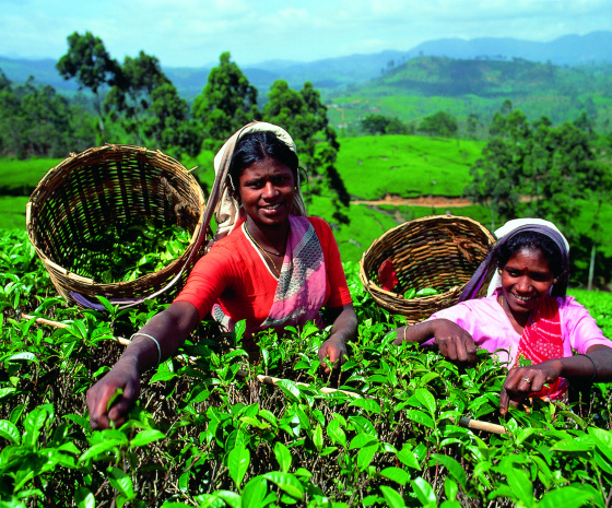 Habarana - Kandy