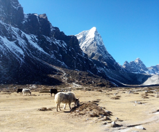 Zungla to Lobuche 4928m 3-4 hrs walk (B, L, D)