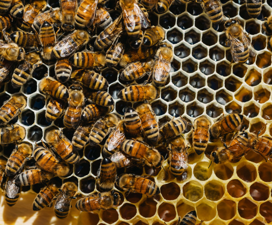 Honey Hunting Experience Day : 2-3Km/1-2hours walk (B, L, D)