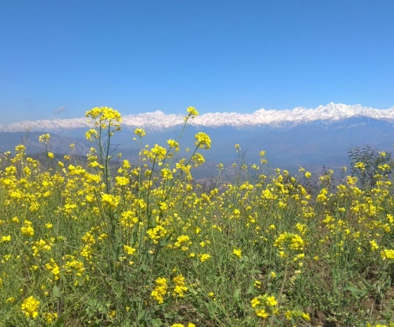 Witness Sunrise early in the morning: Trek Nagarkot- Dhulikhel (1550 m): 5-6 hrs walks (B)