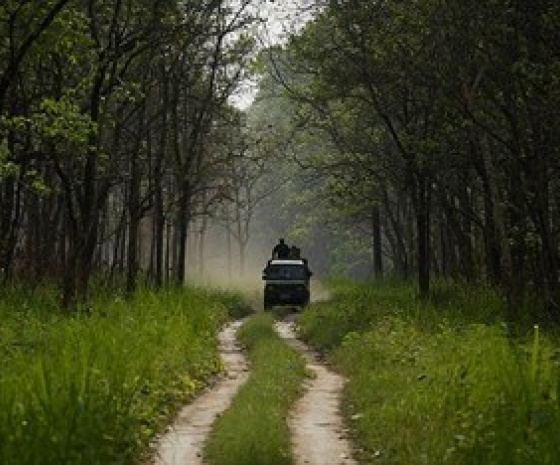 Full day jungle activities at National Park (B, L, D)