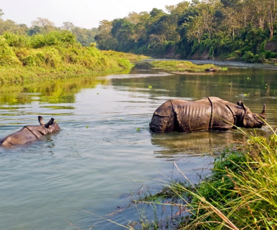 Full day jungle activities at Chitwan National Park (B, L, D)