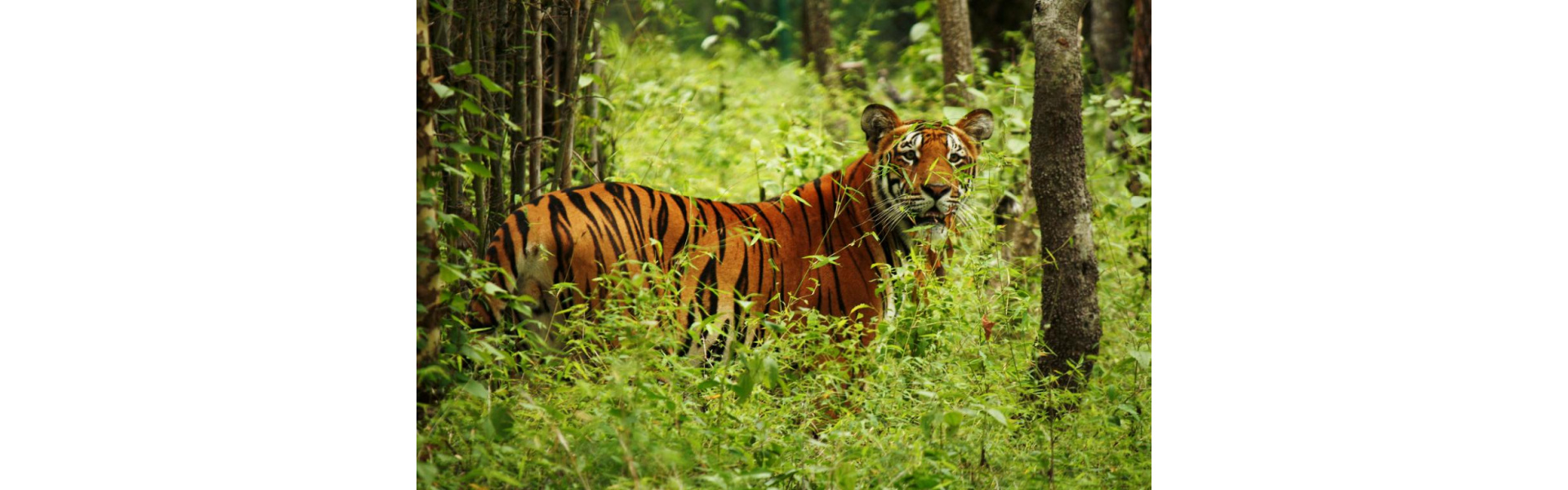 Luxury Tiger Safari Adventure Banner